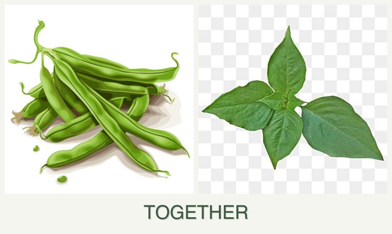 Can you plant beans and basil together?