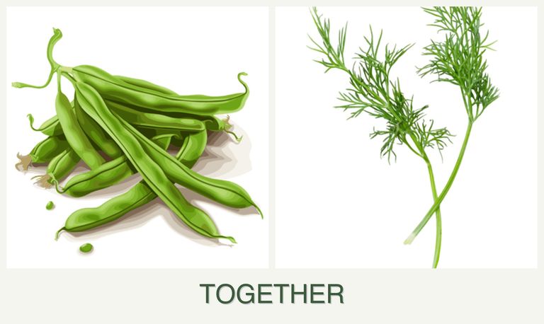 Can you plant beans and dill together?