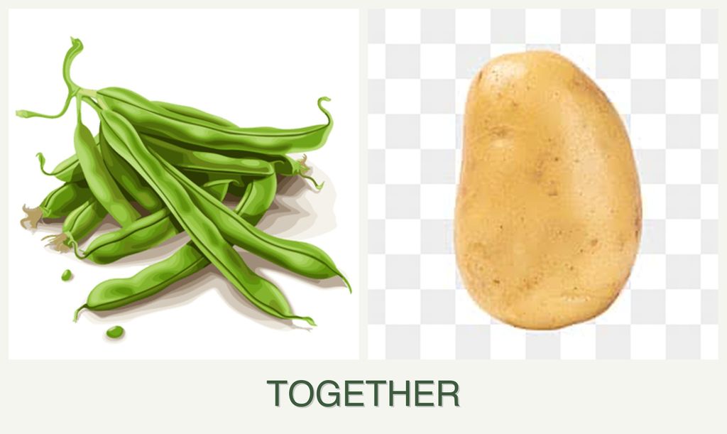 Can you plant beans and potatoes together?