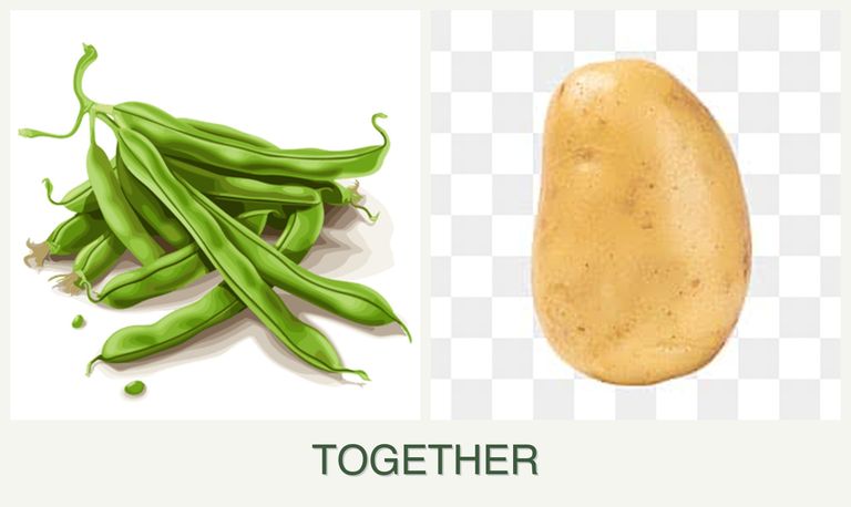 Can you plant beans and potatoes together?