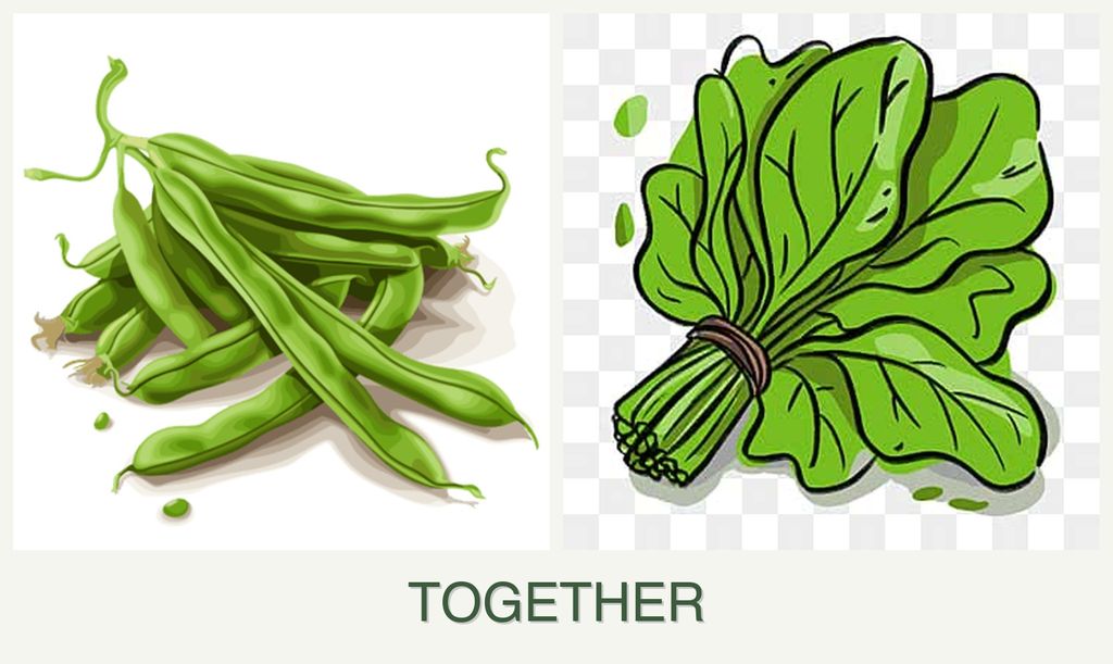 Can you plant beans and spinach together?