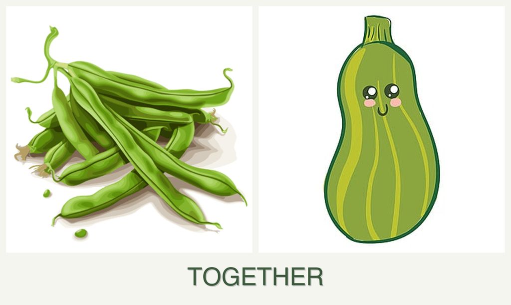 Can you plant beans and zucchini together?