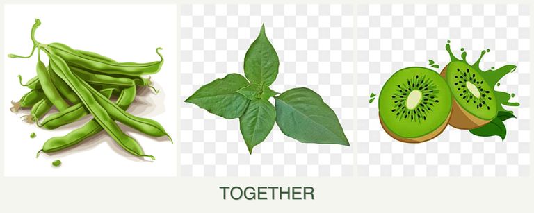Can you plant beans, basil and kiwi together?