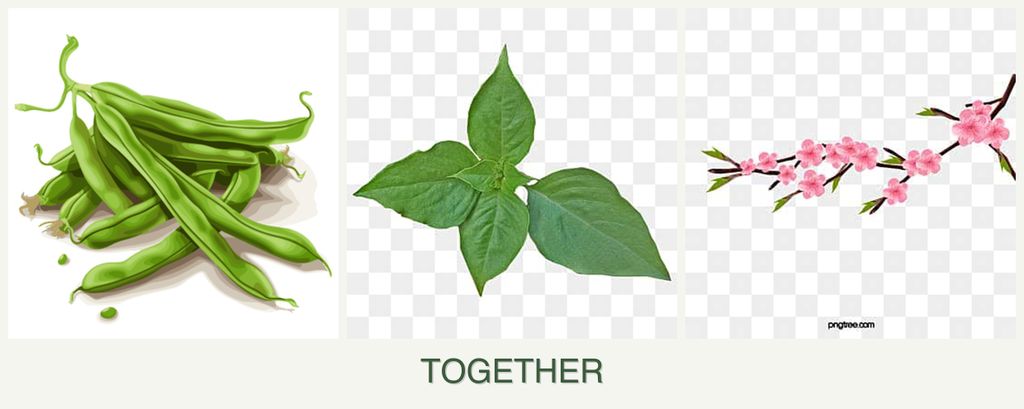 Can you plant beans, basil and peaches together?