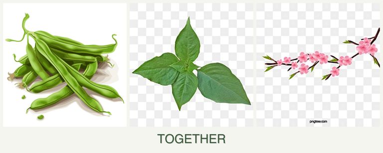 Can you plant beans, basil and peaches together?