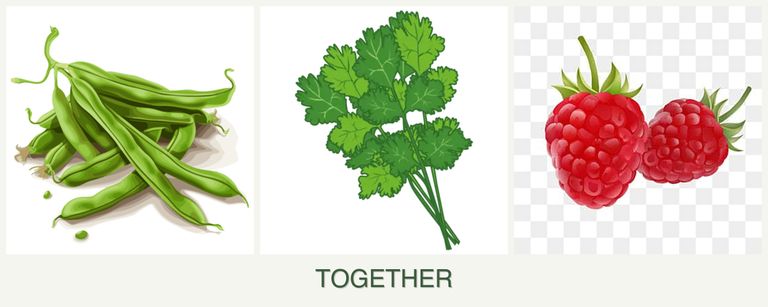 Can you plant beans, cilantro and raspberries together?