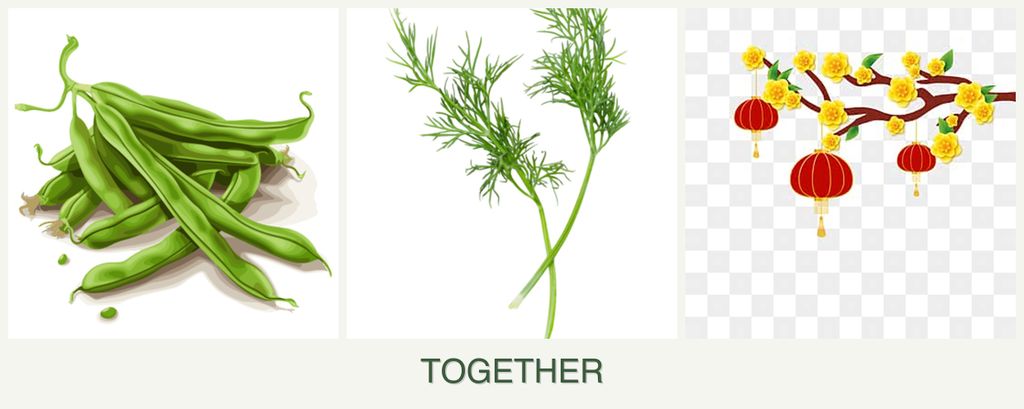 Can you plant beans, dill and apricots together?