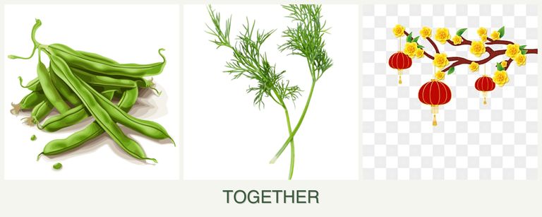 Can you plant beans, dill and apricots together?