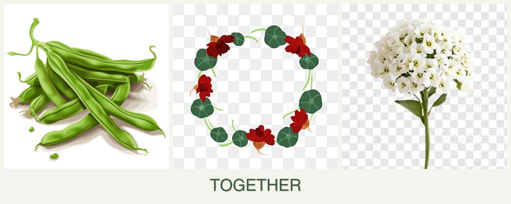 Can you plant beans, nasturtiums and alyssum together?