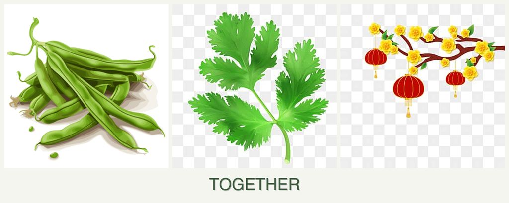 Can you plant beans, parsley and apricots together?