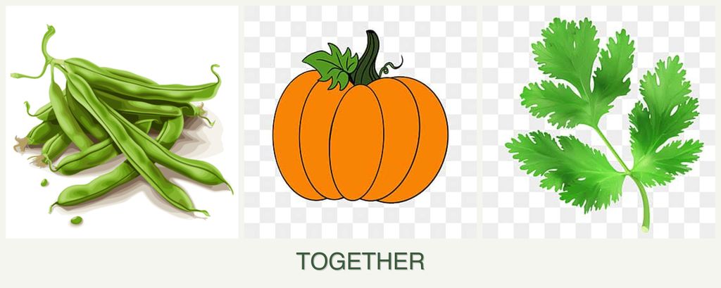 Can you plant beans, pumpkin and parsley together?