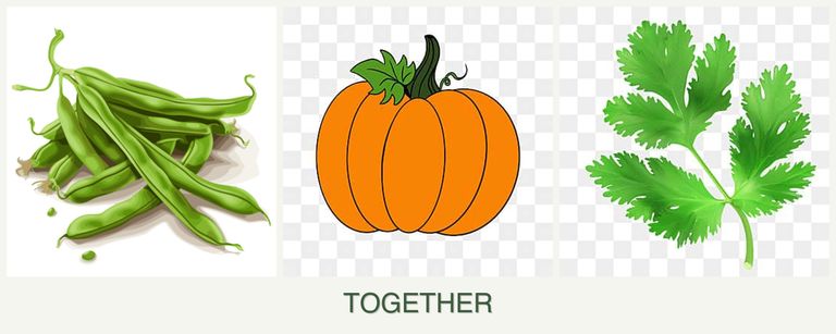 Can you plant beans, pumpkin and parsley together?