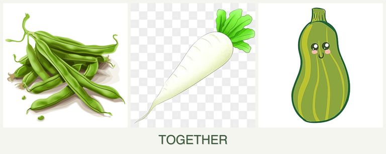 Can you plant beans, radishes and zucchini together?