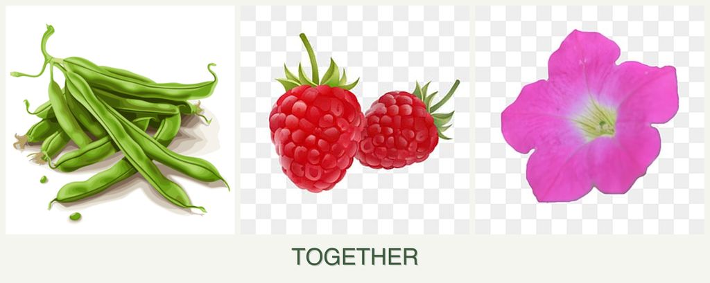 Can you plant beans, raspberries and petunias together?