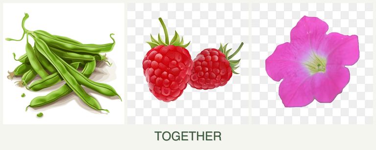 Can you plant beans, raspberries and petunias together?