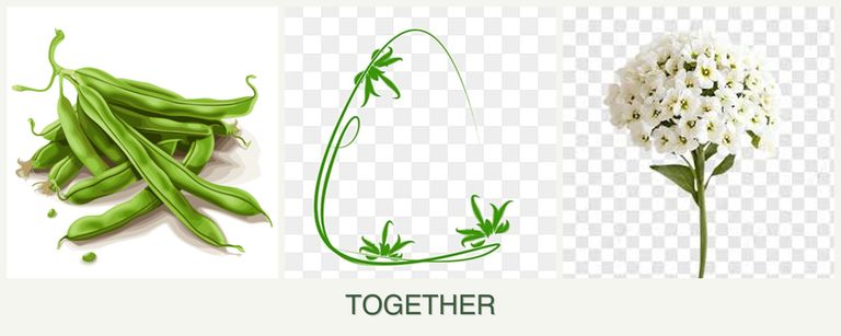 Can you plant beans, tarragon and alyssum together?