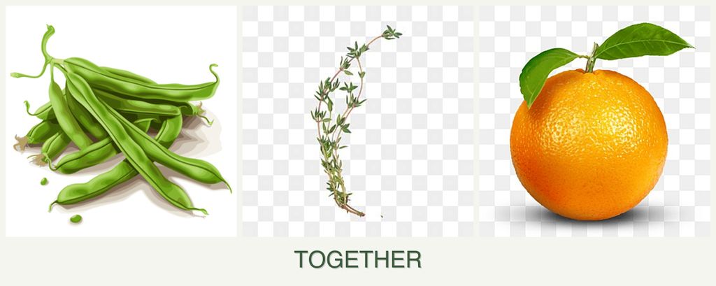 Can you plant beans, thyme and oranges together?