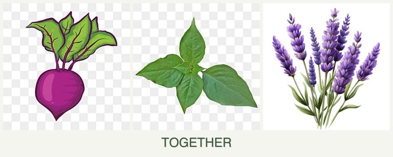 Can you plant beets, basil and lavender together?