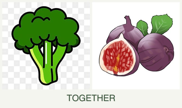 Can you plant broccoli and figs together?