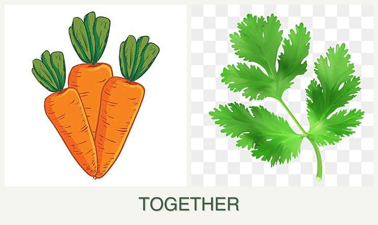 Can you plant carrots and parsley together?