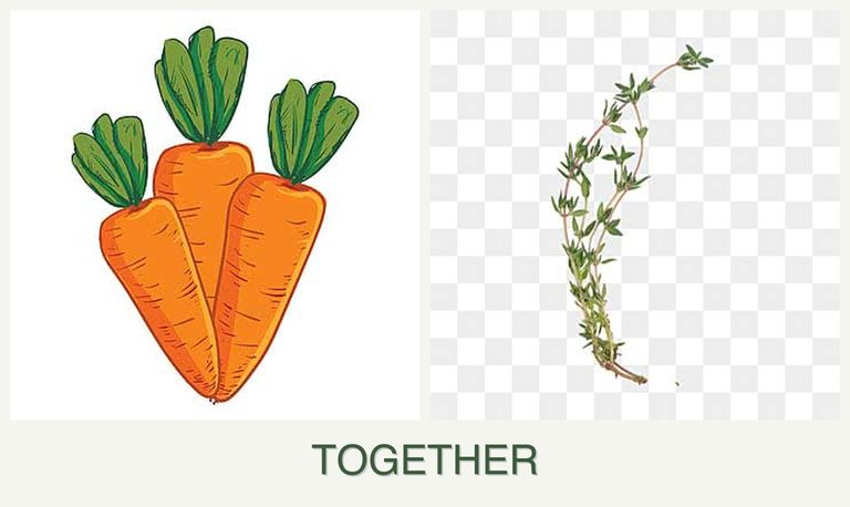 Can you plant carrots and thyme together?
