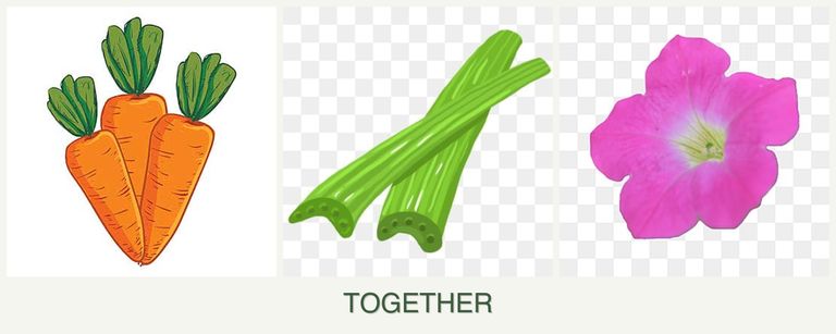 Can you plant carrots, celery and petunias together?