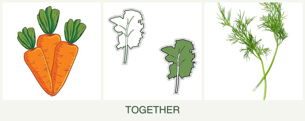 Can you plant carrots, kale and dill together?