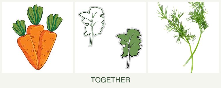 Can you plant carrots, kale and dill together?