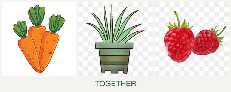 Can you plant carrots, lemongrass and raspberries together?