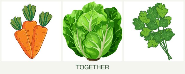 Can you plant carrots, lettuce and cilantro together?