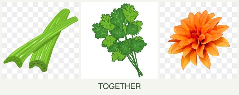 Can you plant celery, cilantro and dahlias together?