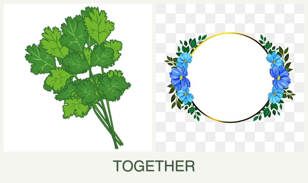 Can you plant cilantro and zinnias together?