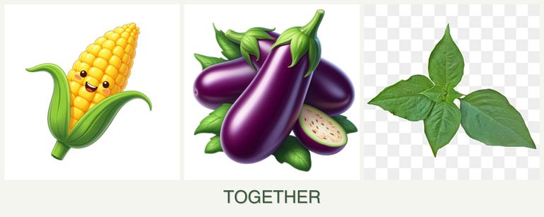 Can you plant corn, eggplant and basil together?