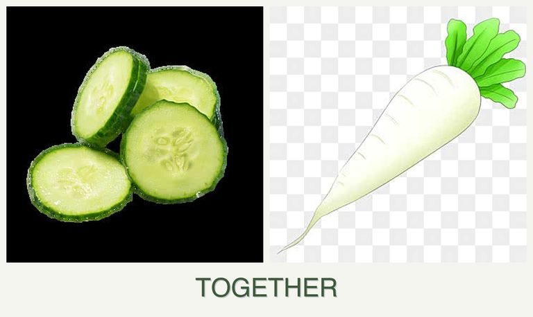 Can you plant cucumbers and radishes together?