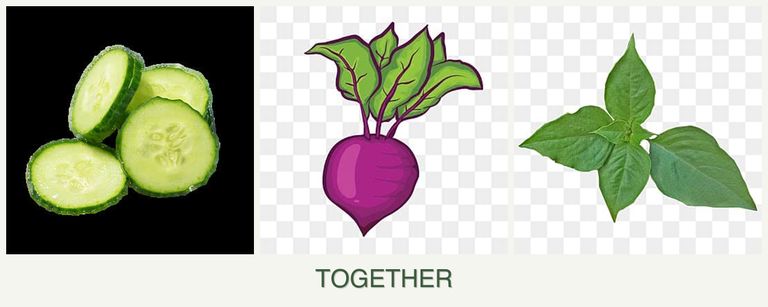 Can you plant cucumbers, beets and basil together?