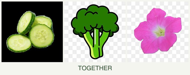 Can you plant cucumbers, broccoli and petunias together?