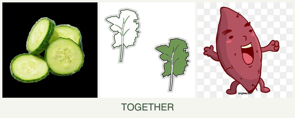 Can you plant cucumbers, kale and sweet potatoes together?