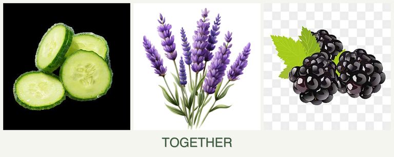 Can you plant cucumbers, lavender and blackberries together?