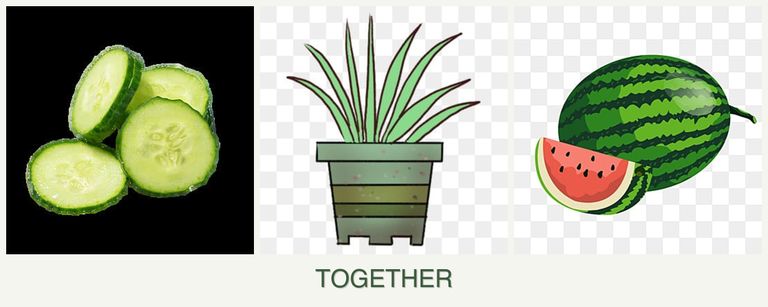Can you plant cucumbers, lemongrass and melons together?