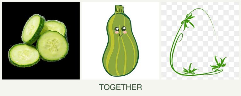 Can you plant cucumbers, zucchini and tarragon together?