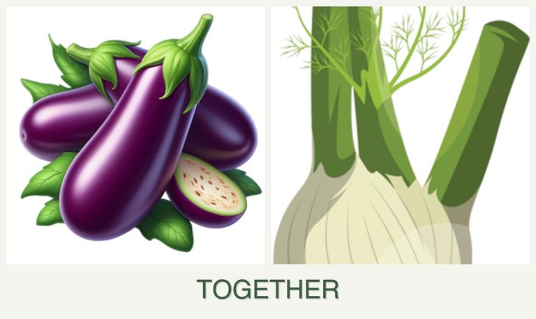 Can you plant eggplant and fennel together?