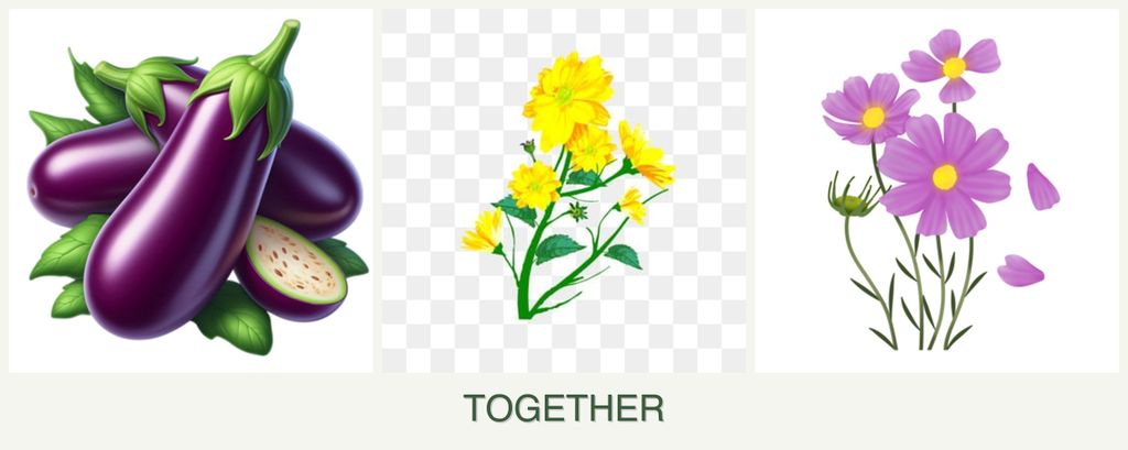 Can you plant eggplant, calendula and cosmos together?