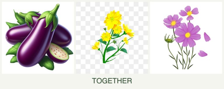 Can you plant eggplant, calendula and cosmos together?