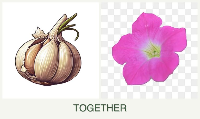 Can you plant garlic and petunias together?