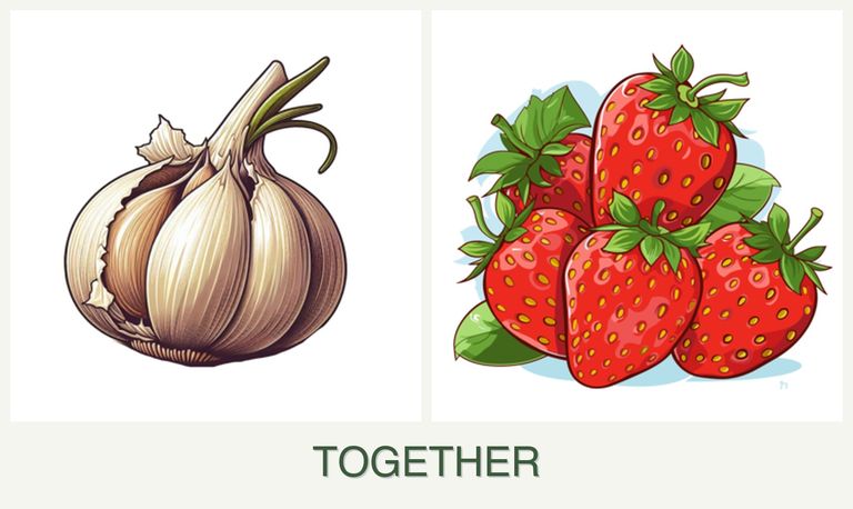 Can you plant garlic and strawberries together?