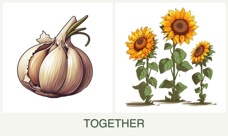 Can you plant garlic and sunflowers together?