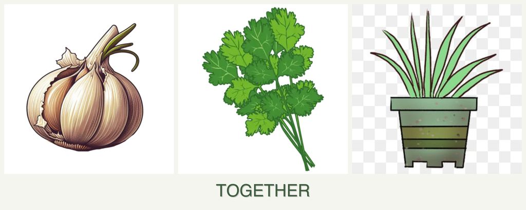 Can you plant garlic, cilantro and lemongrass together?