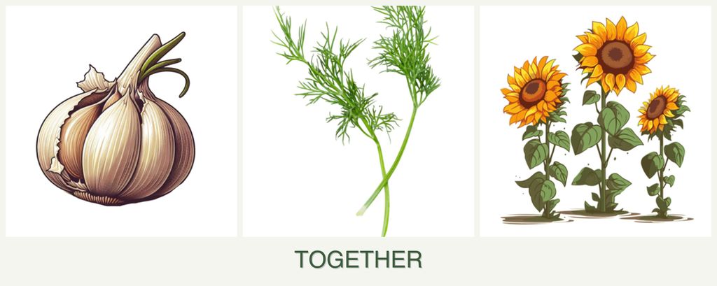 Can you plant garlic, dill and sunflowers together?