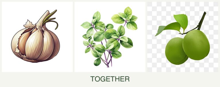 Can you plant garlic, oregano and plums together?