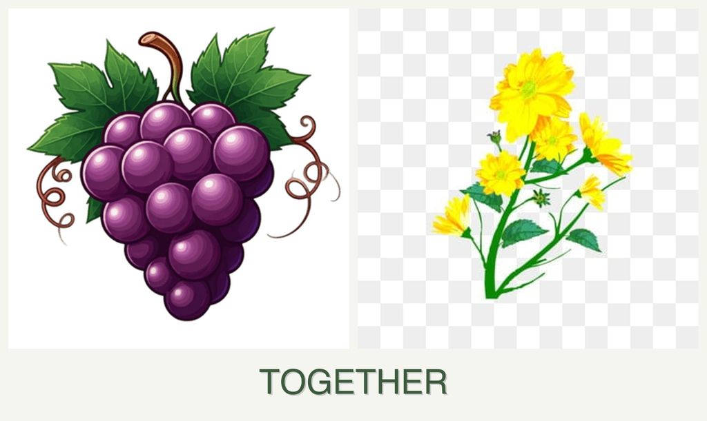 Can you plant grapes and calendula together?